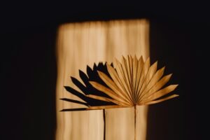 Close-up of a minimalist silhouette art featuring dried palm leaves casting shadows on a wall.